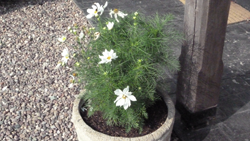 Pot of flowers